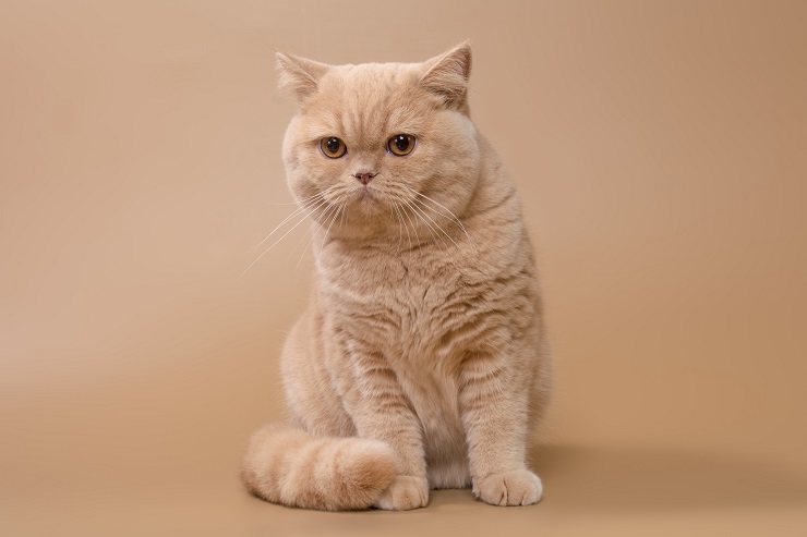 Fawn British Shorthair