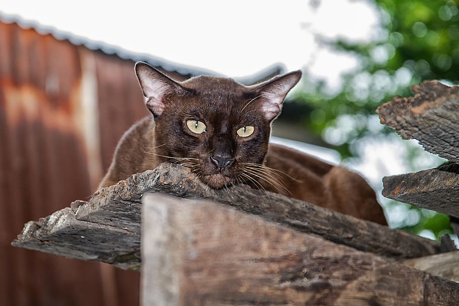 Havana Brown rare cat breeds