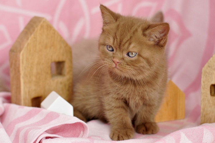 13132255. Blue British Shorthair Cat, 6 months old wearing