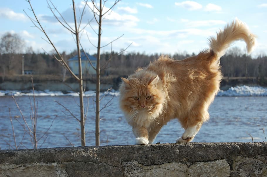 Maine Coon vs Norwegian Forest differences