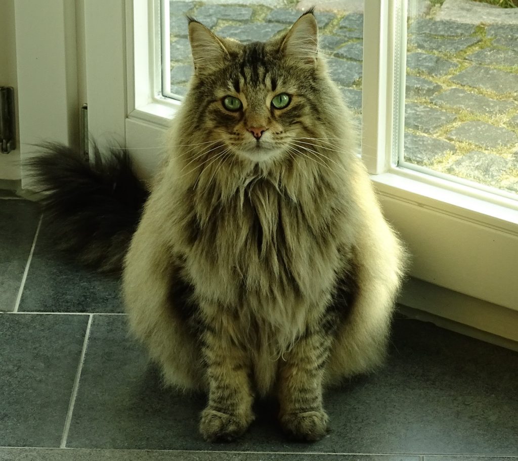 Norwegian Forest rare cat breeds
