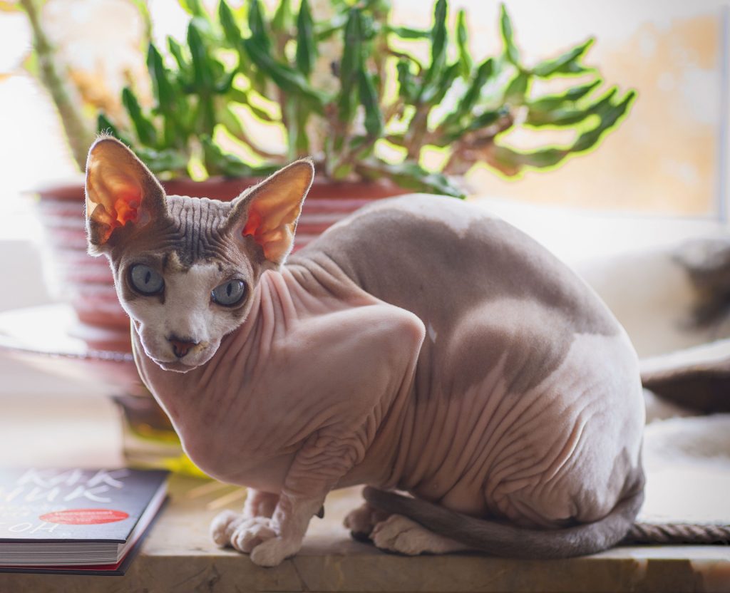 Sphynx rare cat breeds