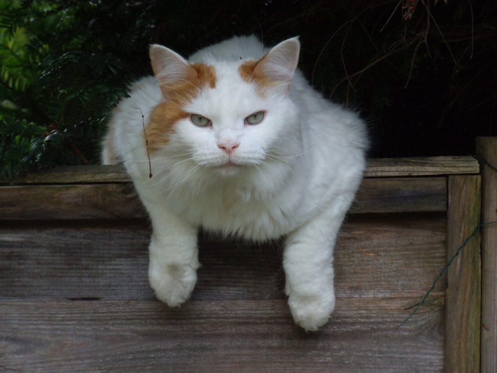 Turkish Van rare cat breeds