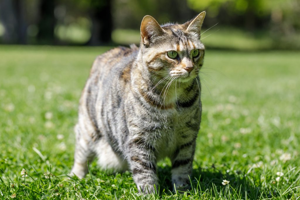 american bobtail rare cat breeds
