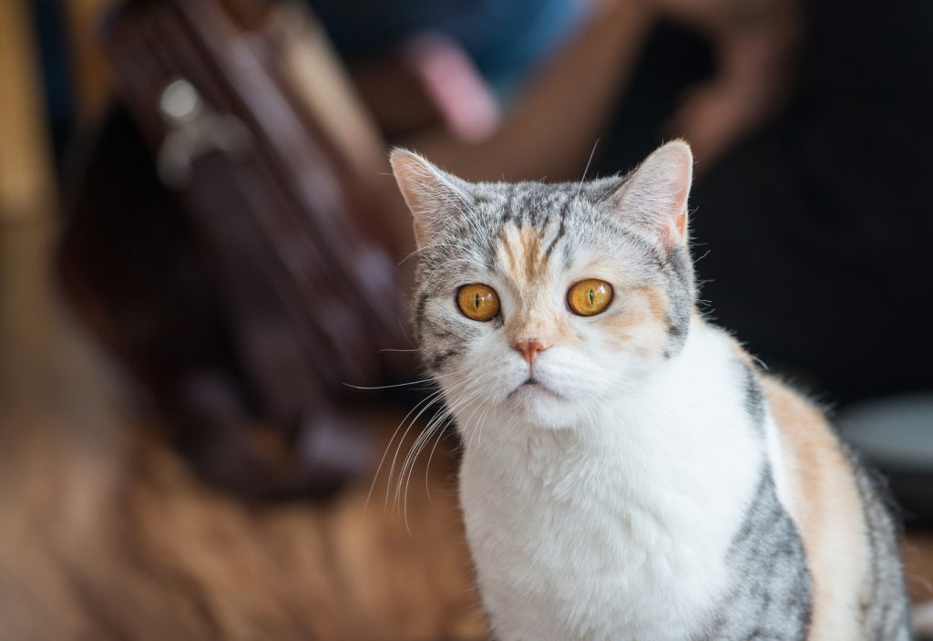 american wirehair cat with copper colored eyes