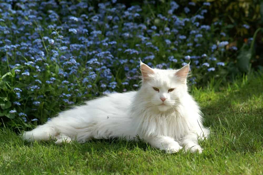 white turkish angora cat lying in the grass