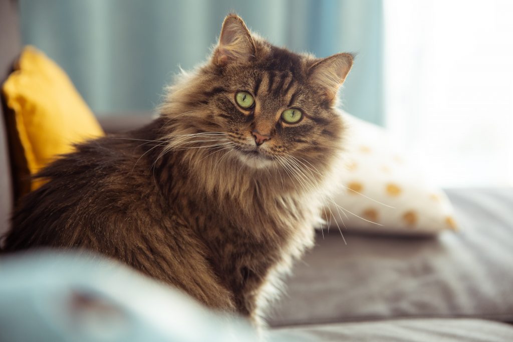 Maine Coon vs Norwegian Forest differences