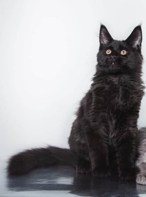 cat coat color black-based