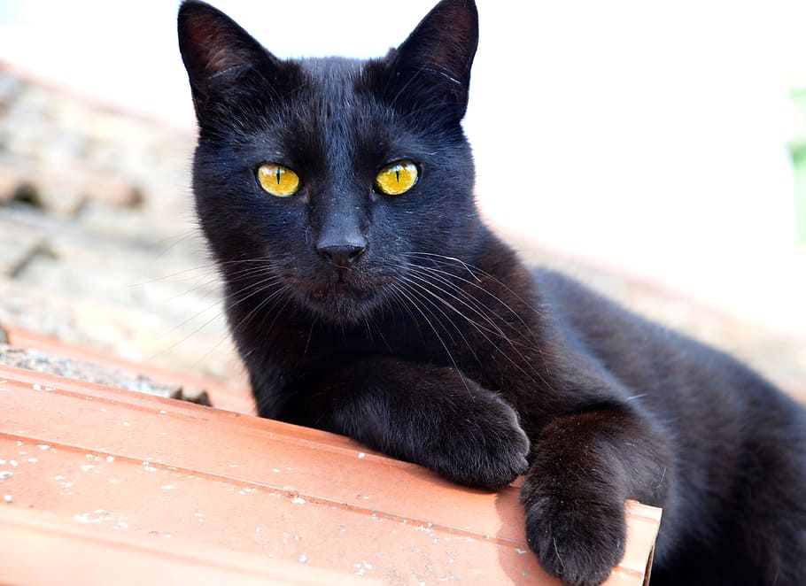 beautiful black cat with yellow eyes