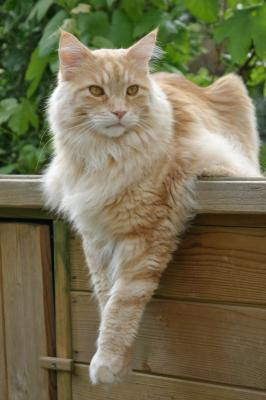 Popular Maine Coons Coat Patterns cameo