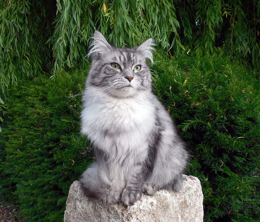 Popular Maine Coons Coat Patterns silver