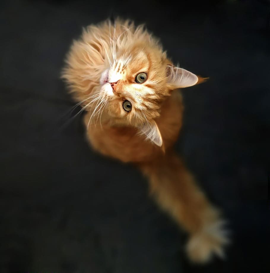 Popular Maine Coons Coat Patterns ginger