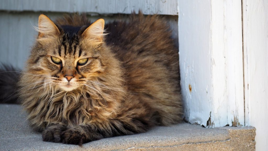 Popular Maine Coons Coat Patterns brown