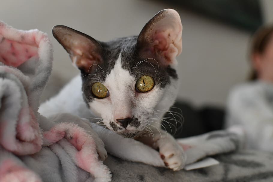 Cornish Rex rare cat breeds