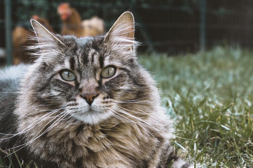 siberian cat rare feline breeds