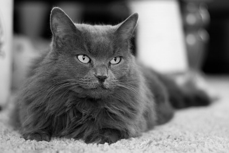 Grey fluffy cat with best sale blue eyes