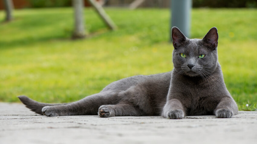 Dark grey cat with best sale blue eyes