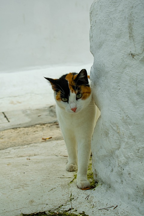 greek cat names