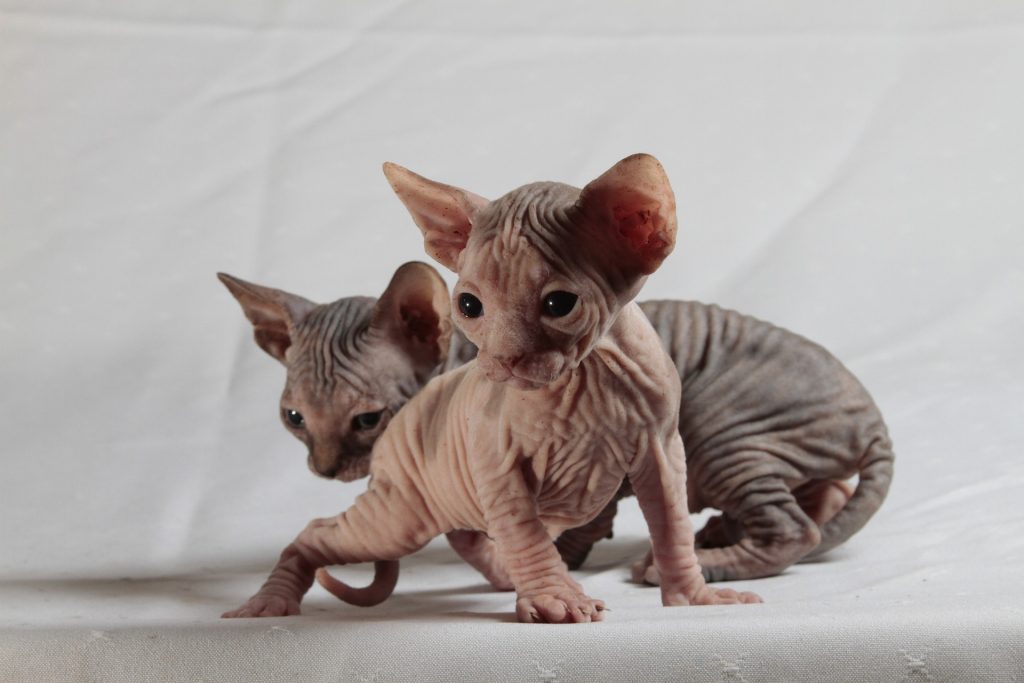 minskin rare cat breeds