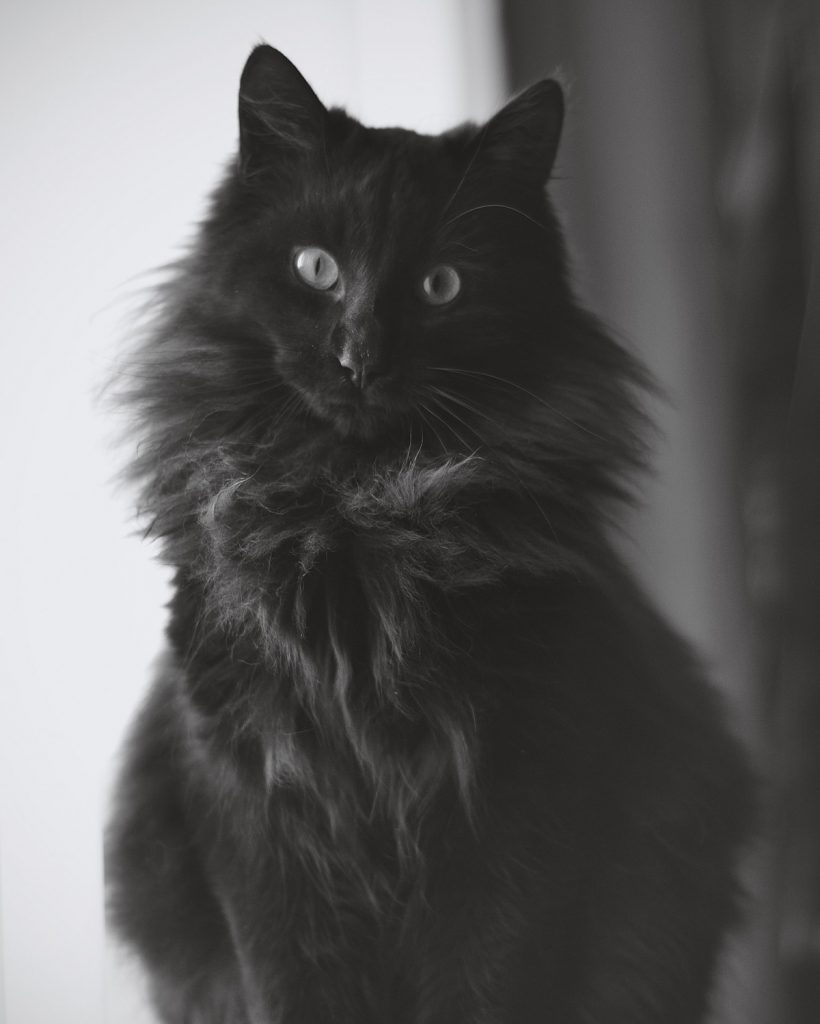 Popular Maine Coons Coat Patterns black