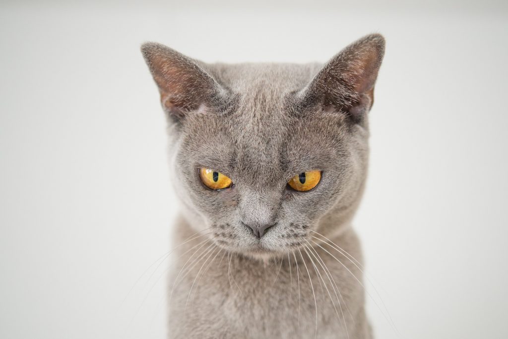 korat rare cat breeds