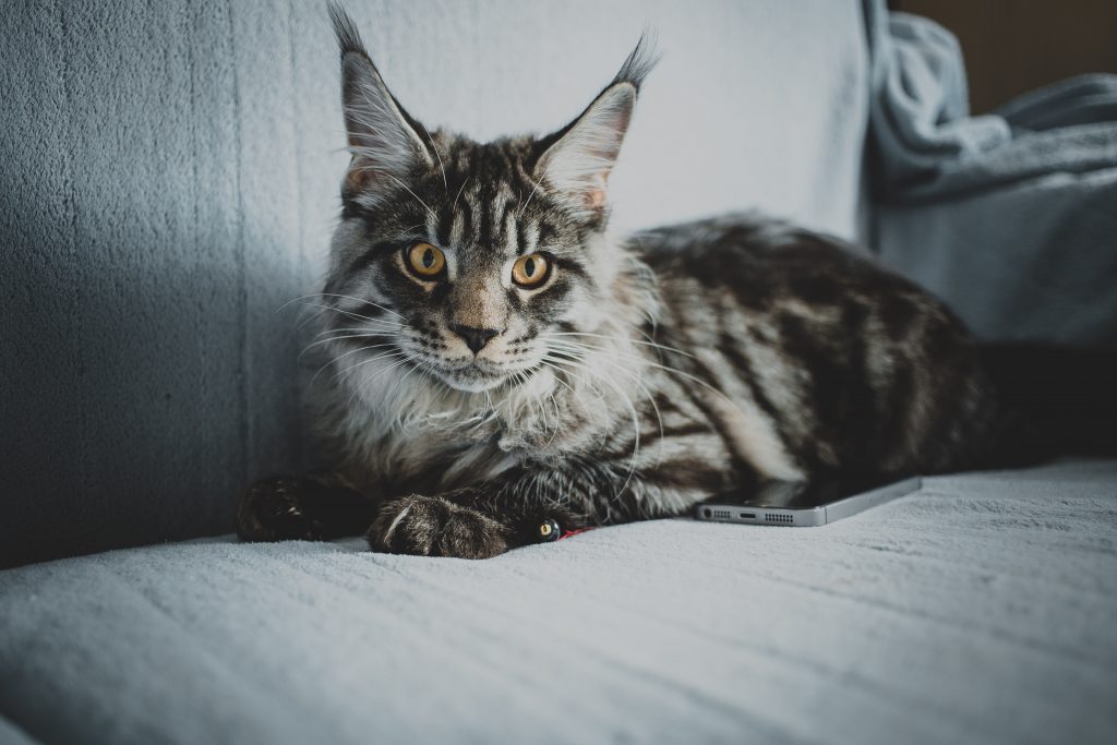 Maine Coon vs Norwegian Forest physical characteristics