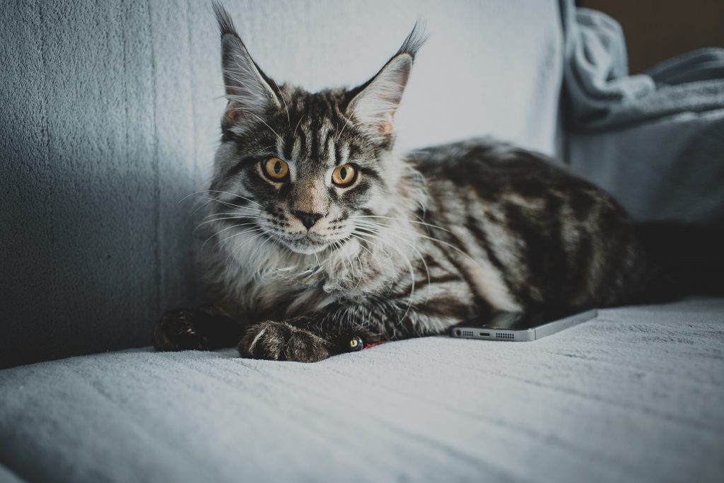 Maine Coon vs. Norwegian Forest Cat Comparison Of Two Gentle Giants