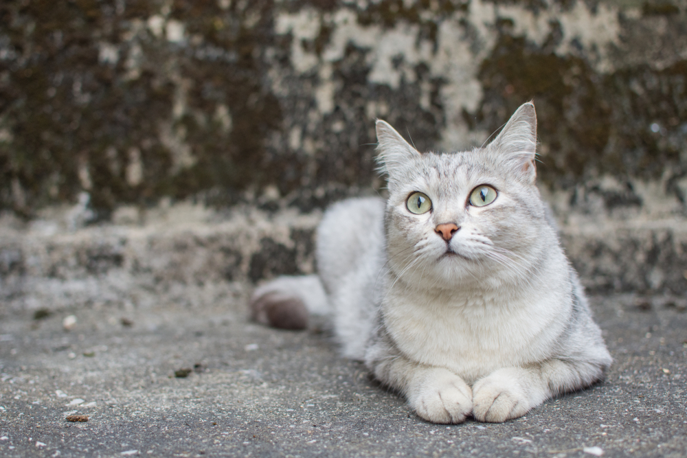 burmilla rare cat breeds