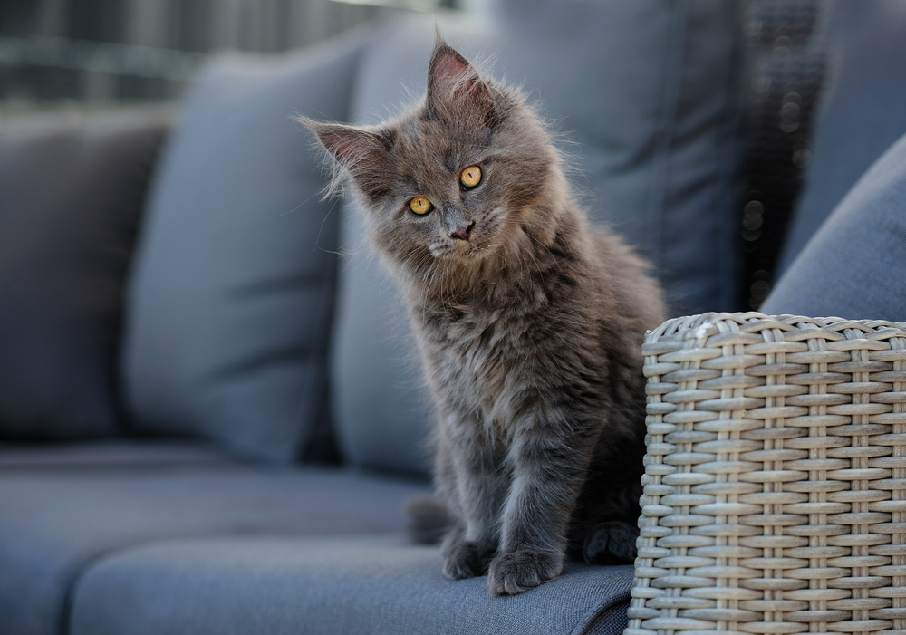 Popular Maine Coons Coat Patterns blue