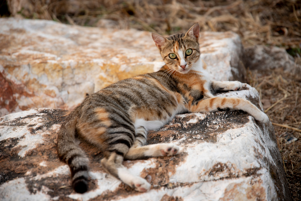 sokoke rare cat breeds