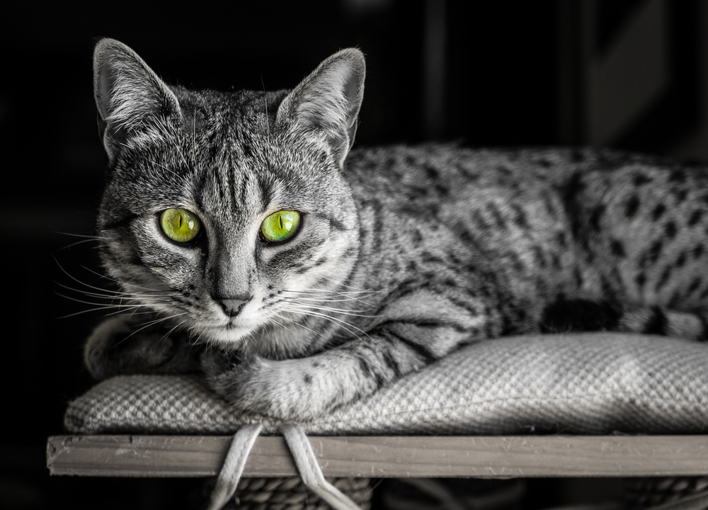 egyptian mau rare cat breeds