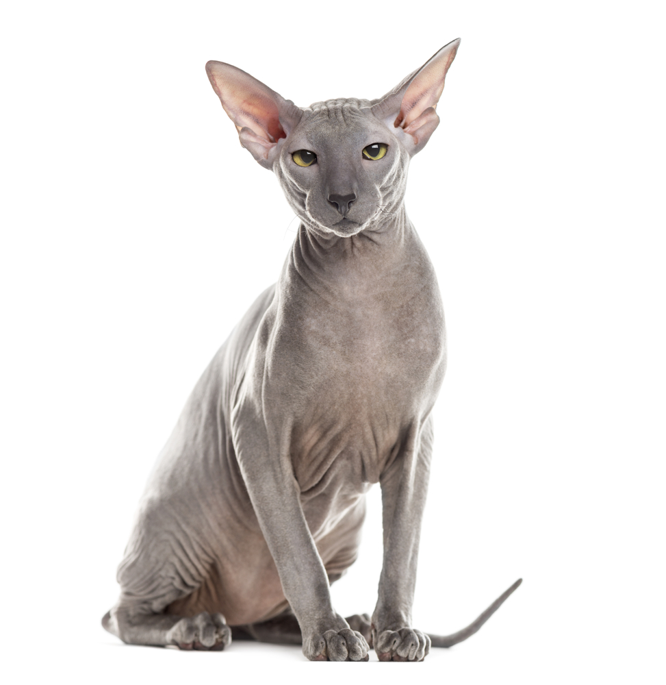 Peterbald rare cat breeds