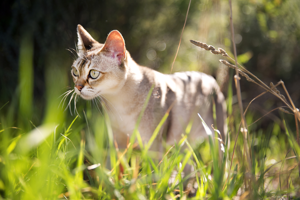 Singapura rare cat breeds