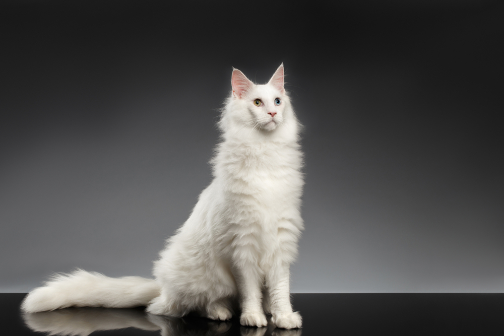 Popular Maine Coons Coat Patterns white