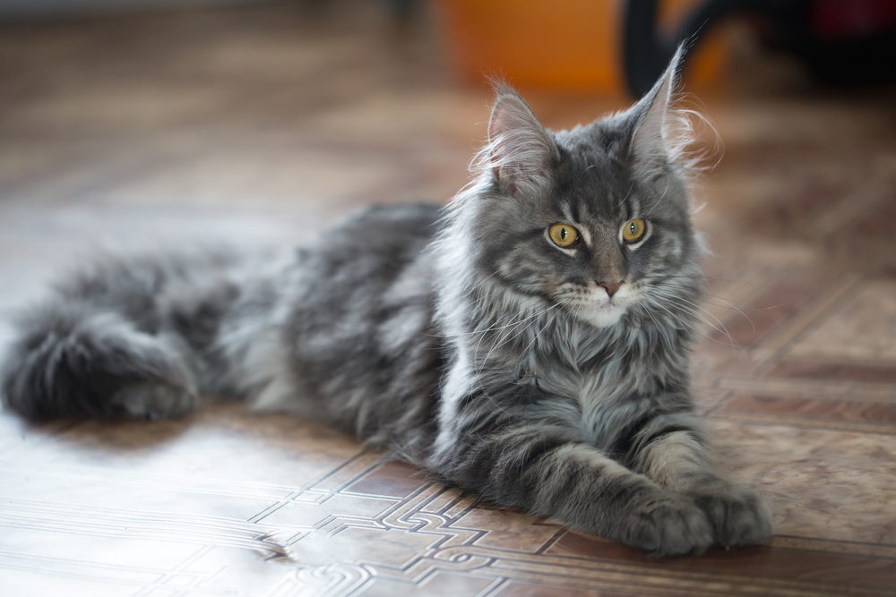 young maine coon cat