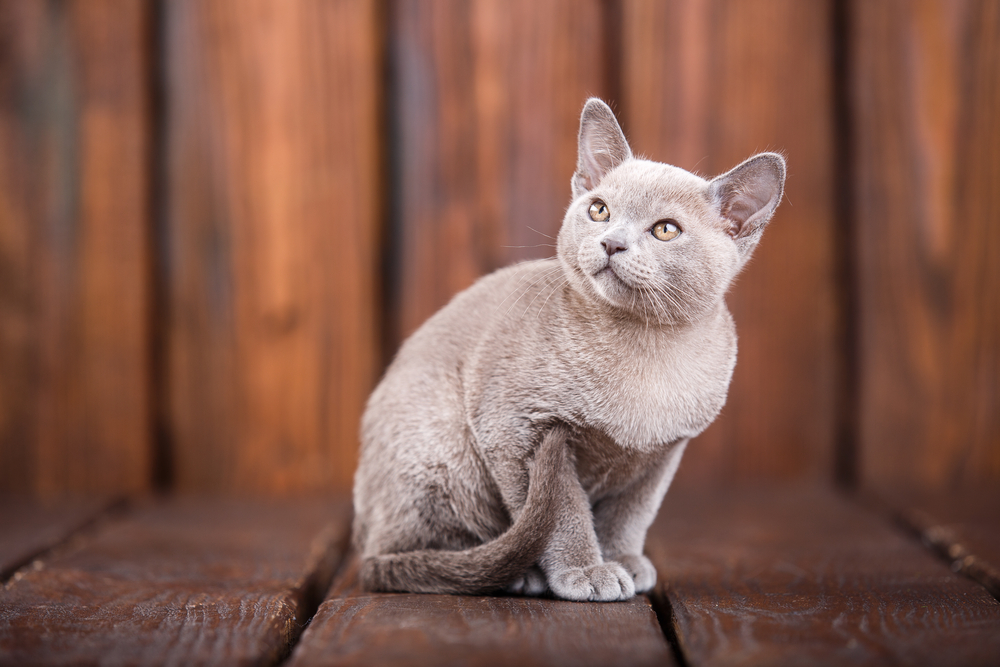 European Burmese rare cat breeds