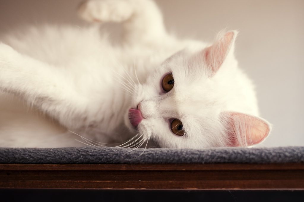 Turkish Angora rare cat breeds