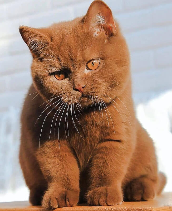 orange british shorthair