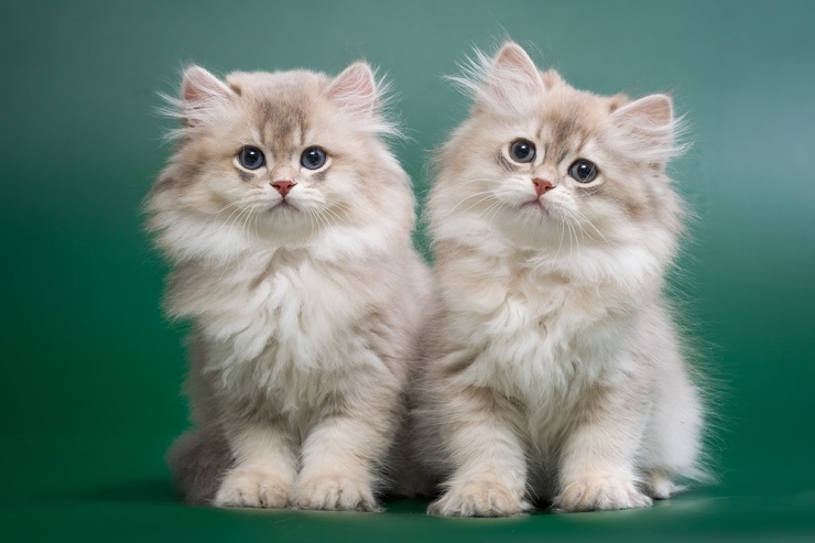 orange siberian cat