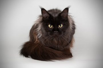 Most Popular Maine Coon Coat Patterns And Colors - LOL Cats