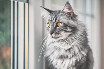 Most Popular Maine Coon Coat Patterns And Colors - LOL Cats