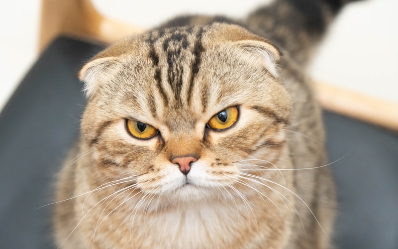 scottish fold round faced cats