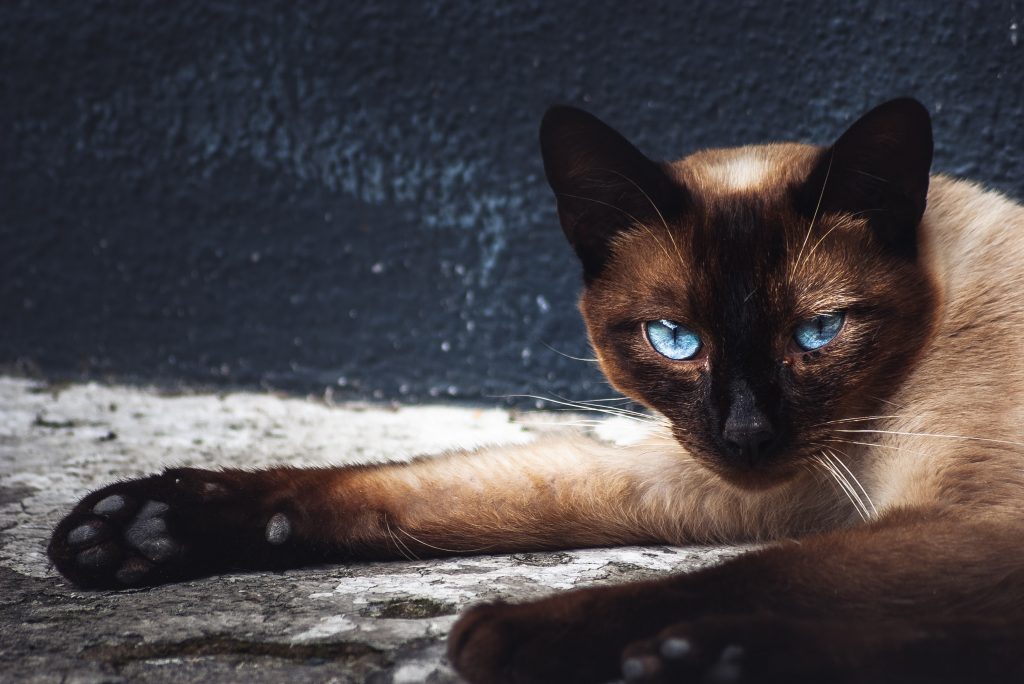 8 Types of Siamese Cats and Their Characteristics LOL Cats