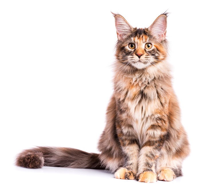 blue cream maine coon