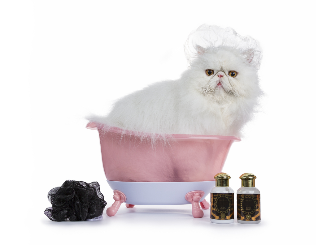 bathing a persian cat