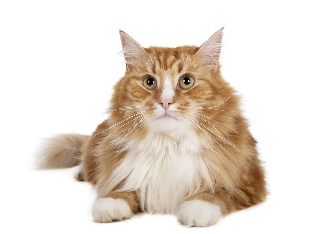 Wideband Siberian cats