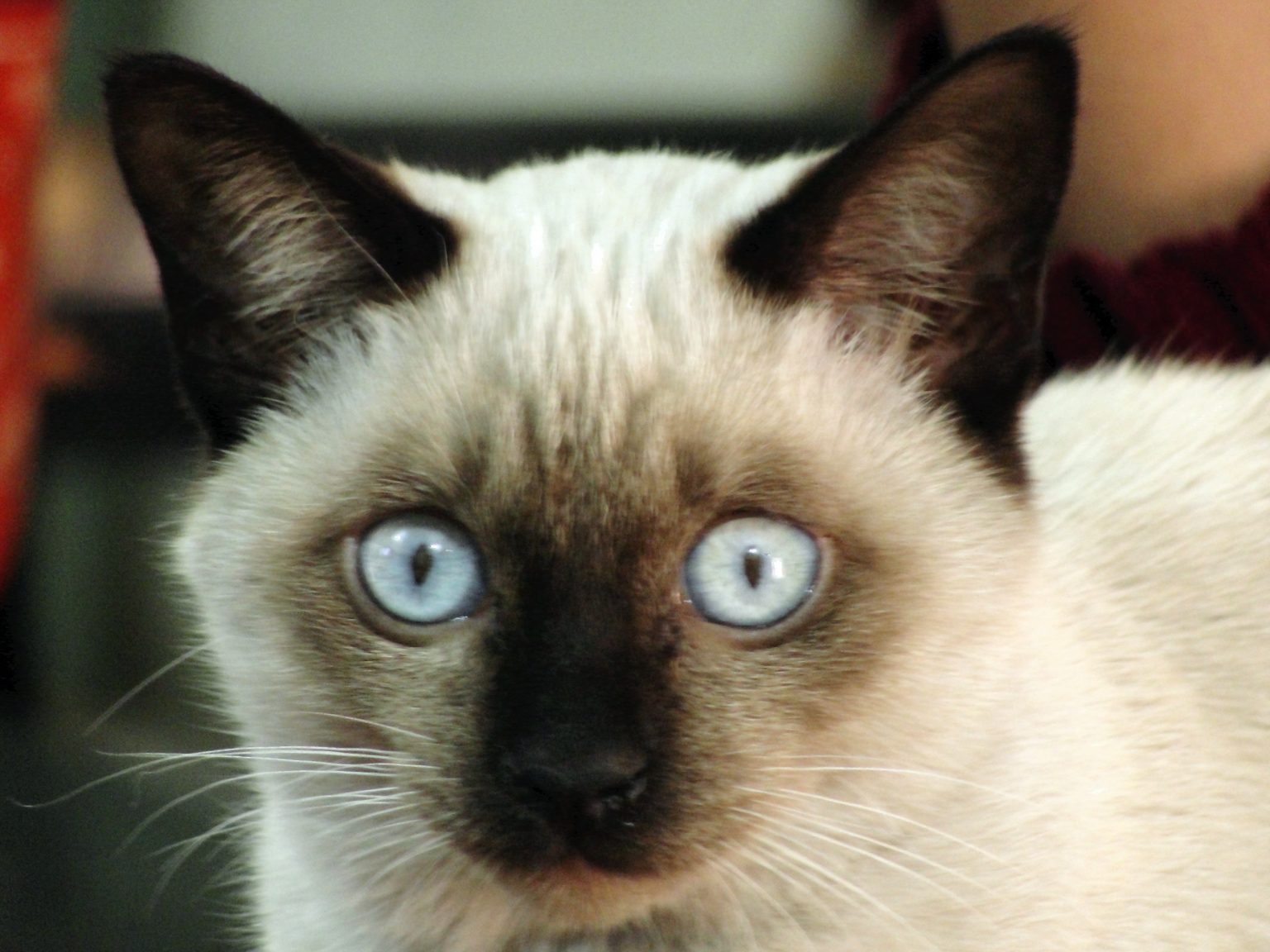 The 8 Types Of Siamese Cats And Their Colors (With Pictures) - LOL Cats