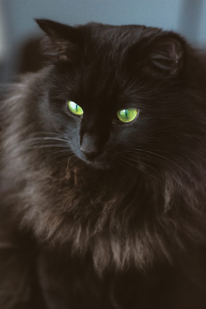 Black Smoke Siberian Cat