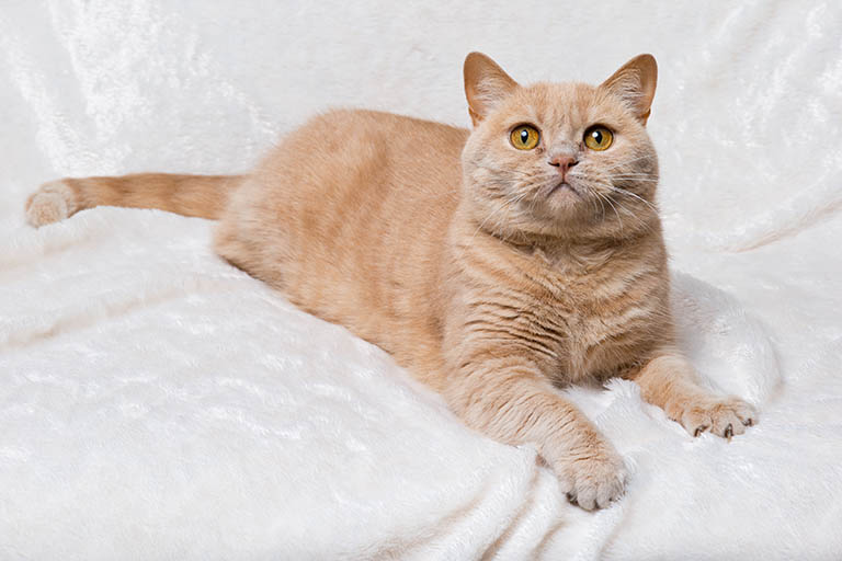 British Shorthair short ear cat