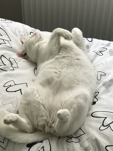 The Belly up Position cat sleeping positions and their meanings